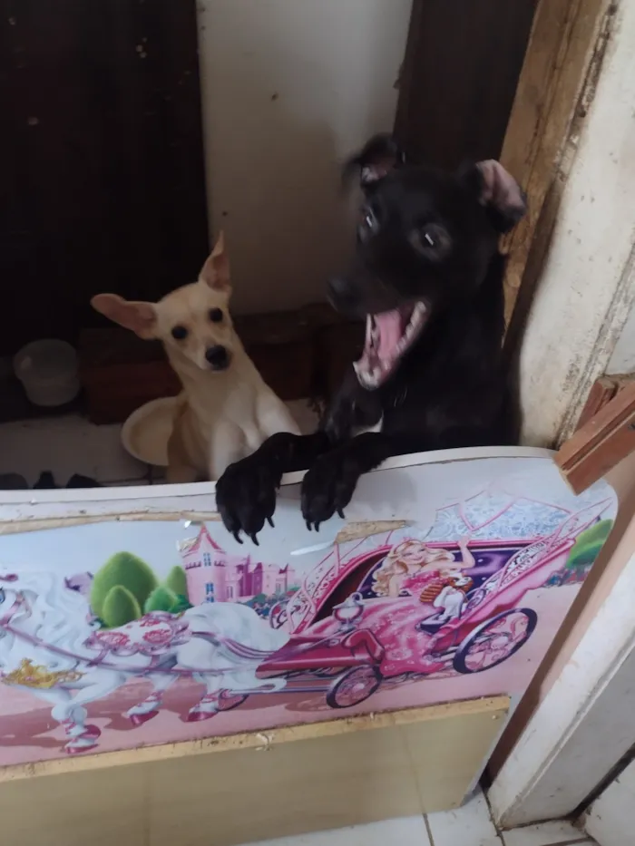 Cachorro raça SRD-ViraLata idade 7 a 11 meses nome MAIZENA 