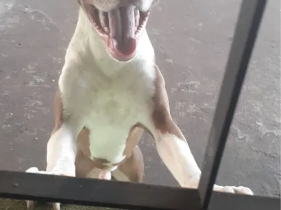 Cachorro raça Pit-Bull idade 7 a 11 meses nome Fred