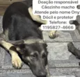 Cachorro raça Pastor Alemão idade 1 ano nome Onyx 