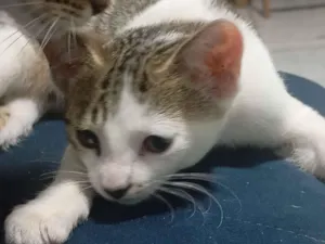 Gato raça SRD-ViraLata idade 2 a 6 meses nome Gamora