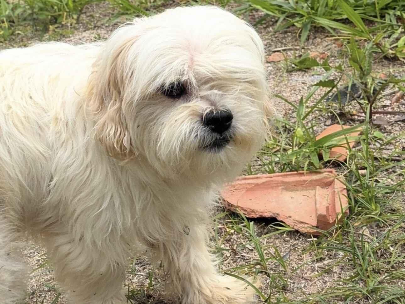 Cachorro raça Lhasa Apso idade 6 ou mais anos nome TEDDY