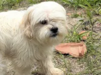 Cachorro raça Lhasa Apso idade 6 ou mais anos nome TEDDY