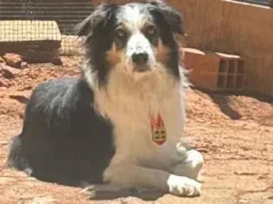 Cachorro raça São Bernardo idade 4 anos nome Alceu 