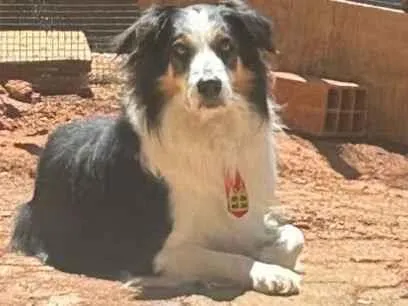 Cachorro raça São Bernardo idade 4 anos nome Alceu 