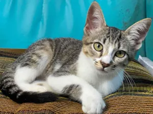 Gato raça SRD-ViraLata idade 2 a 6 meses nome Rajadinha 