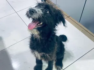 Cachorro raça SRD-ViraLata idade 2 a 6 meses nome Graxa ????