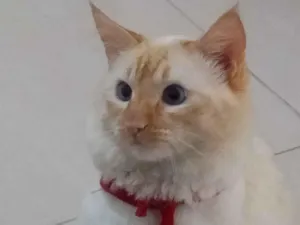 Gato raça Persa idade 1 ano nome Angel