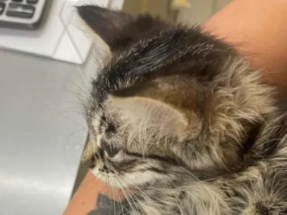 Gato raça SRD-ViraLata idade Abaixo de 2 meses nome Doação de Gatinho