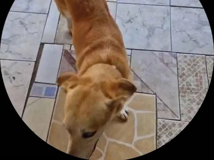 Cachorro raça SRD-ViraLata idade 6 ou mais anos nome Toi
