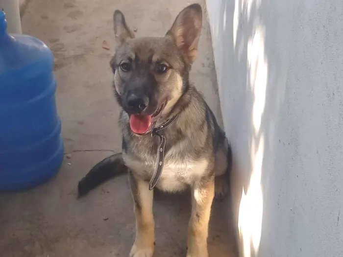 Cachorro raça Pastor Alemão idade 1 ano nome Iggy