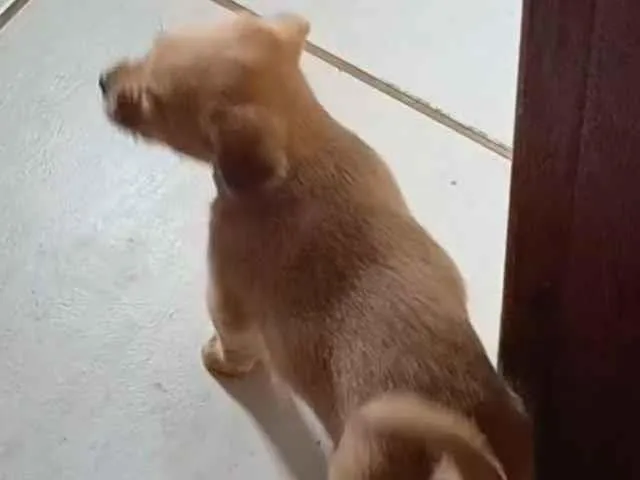 Cachorro raça SRD-ViraLata idade Abaixo de 2 meses nome Sem nome