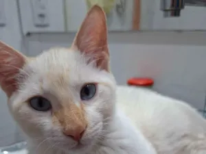 Gato raça SRD-ViraLata idade 2 a 6 meses nome Toria