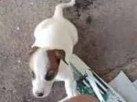 Cachorro raça SRD-ViraLata idade Abaixo de 2 meses nome Belinha