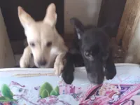 Cachorro raça SRD-ViraLata idade 7 a 11 meses nome MAIZENA 