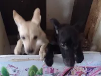 Cachorro raça SRD-ViraLata idade 7 a 11 meses nome MAIZENA 