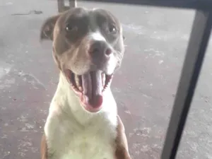 Cachorro raça Pit-Bull idade 7 a 11 meses nome Fred