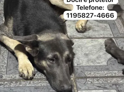 Cachorro raça Pastor Alemão idade 1 ano nome Onyx 