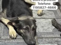 Cachorro raça Pastor Alemão idade 1 ano nome Onyx 