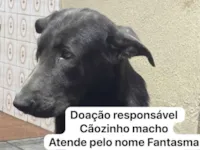 Cachorro raça Pastor Alemão idade 1 ano nome Fantasma 