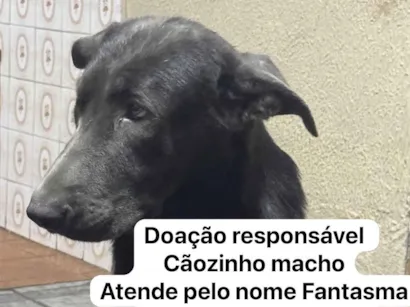 Cachorro raça Pastor Alemão idade 1 ano nome Fantasma 