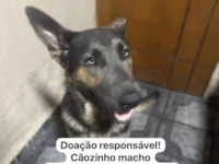 Cachorro raça Pastor Alemão idade 1 ano nome Odin