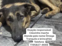 Cachorro raça Pastor Alemão idade 1 ano nome Omega 