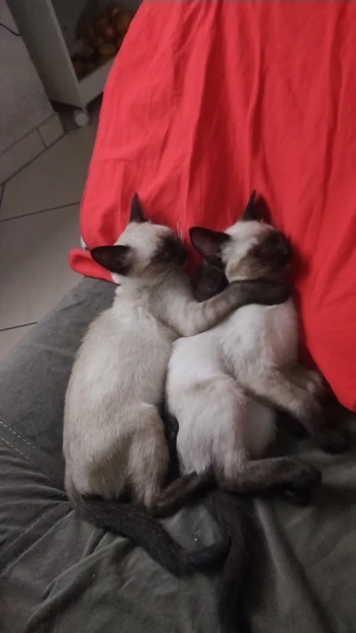 Gato raça Siamês idade 1 ano nome Sem nome 