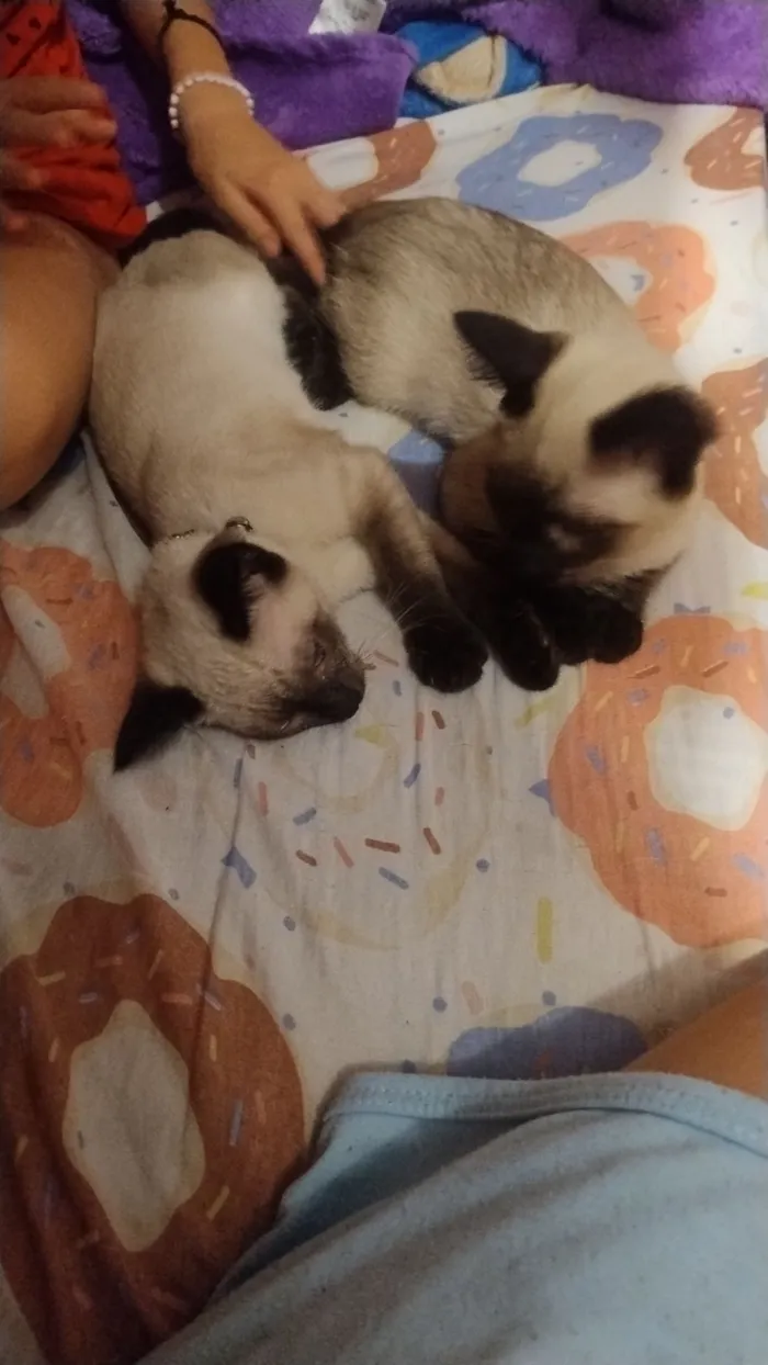 Gato raça Siamês idade 1 ano nome Sem nome 