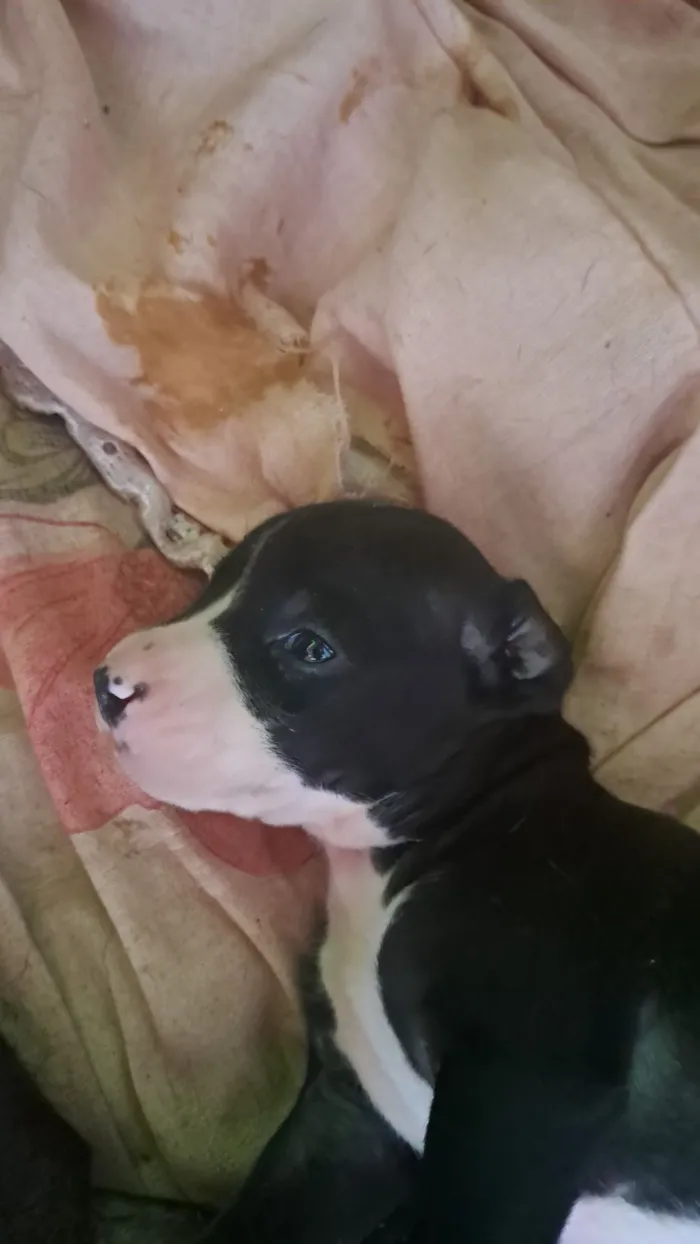 Cachorro raça Pit-Bull idade 2 a 6 meses nome  Sem nome 