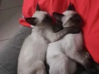 Gato raça Siamês idade 1 ano nome Sem nome 