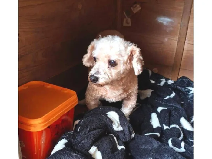 Cachorro raça Poodle idade 6 ou mais anos nome Huck