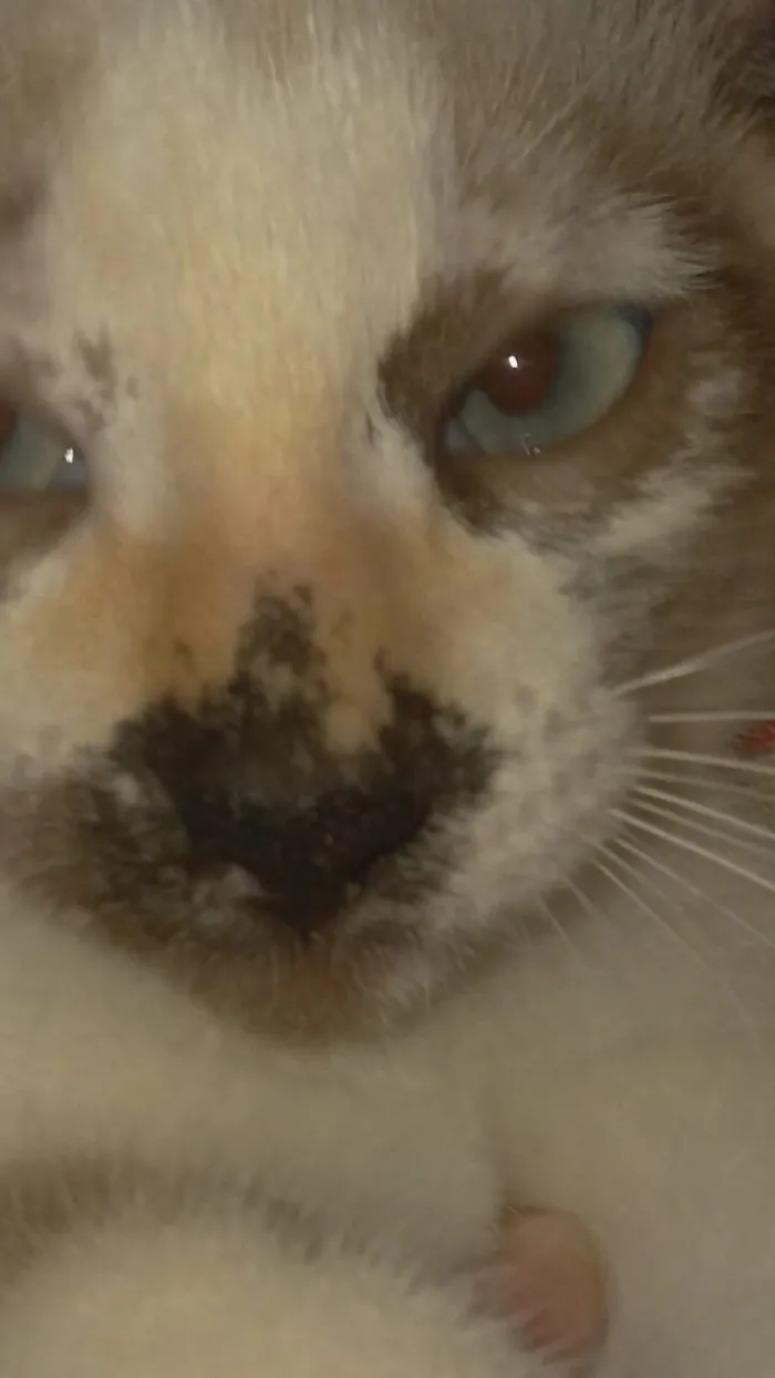 Gato raça SRD-ViraLata idade 2 a 6 meses nome Luna