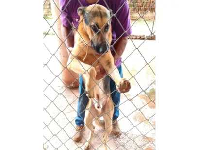 Cachorro raça Pastor Alemão idade 6 ou mais anos nome Chefão