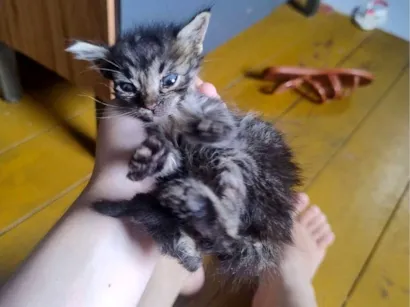 Gato raça SRD-ViraLata idade Abaixo de 2 meses nome Chico