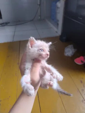 Gato raça SRD-ViraLata idade Abaixo de 2 meses nome Apolo