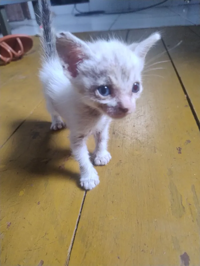 Gato raça SRD-ViraLata idade Abaixo de 2 meses nome Apolo