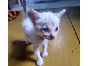Gato raça SRD-ViraLata idade Abaixo de 2 meses nome Apolo