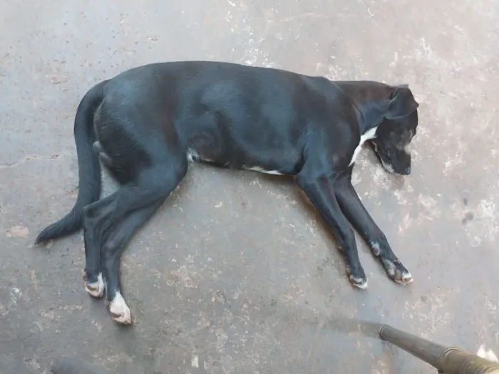 Cachorro raça SRD-ViraLata idade 1 ano nome Nego