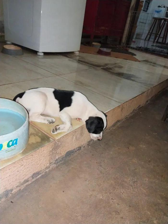 Cachorro raça SRD-ViraLata idade 1 ano nome Nego