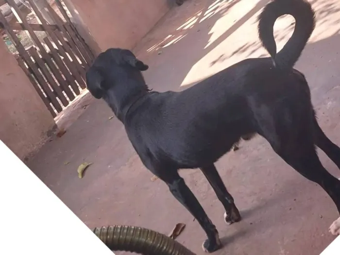 Cachorro raça SRD-ViraLata idade 1 ano nome Nego