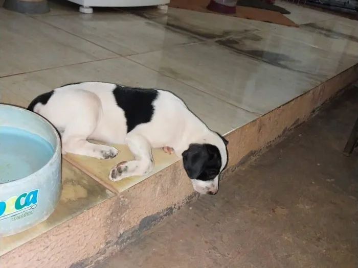 Cachorro raça SRD-ViraLata idade 1 ano nome Nego