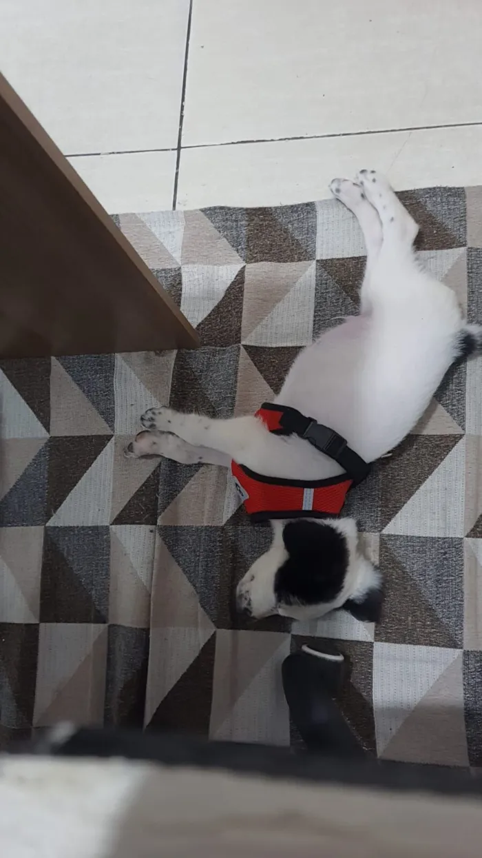 Cachorro raça SRD-ViraLata idade 2 a 6 meses nome Rookie