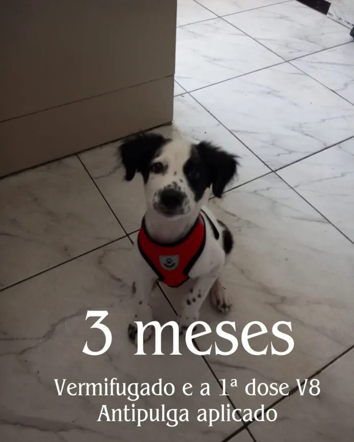 Cachorro raça SRD-ViraLata idade 2 a 6 meses nome Rookie