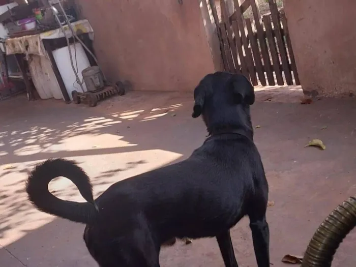 Cachorro raça SRD-ViraLata idade 1 ano nome Nego