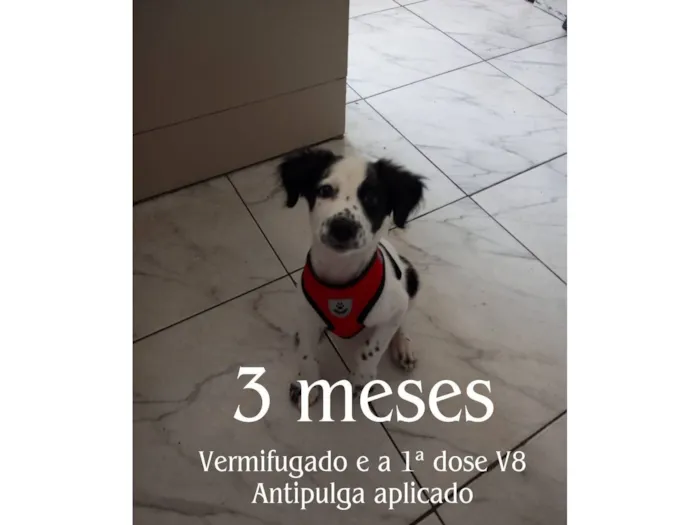 Cachorro raça SRD-ViraLata idade 2 a 6 meses nome Rookie