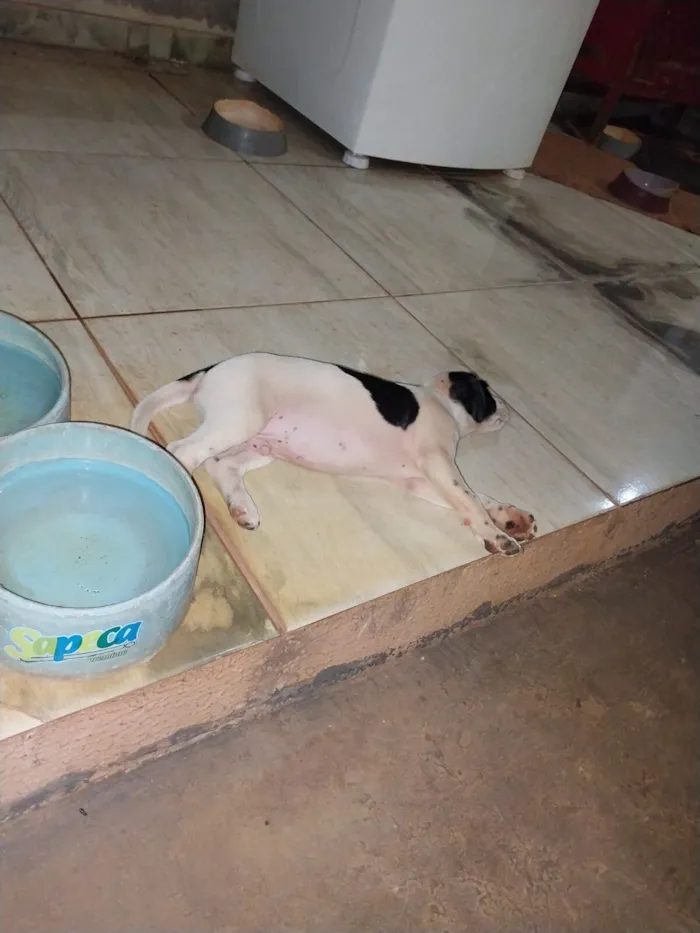 Cachorro raça SRD-ViraLata idade 2 a 6 meses nome Pigue ou porquinho