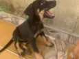 Cachorro raça SRD-ViraLata idade Abaixo de 2 meses nome Cachorros