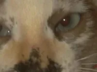 Gato raça SRD-ViraLata idade 2 a 6 meses nome Luna