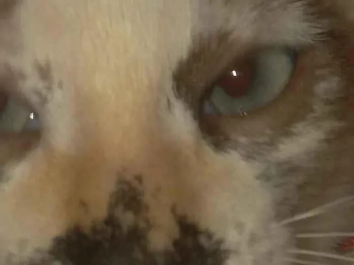 Gato raça SRD-ViraLata idade 2 a 6 meses nome Luna