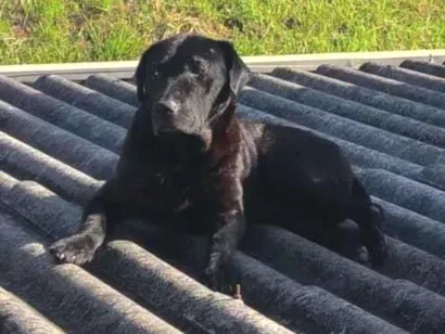 Cachorro raça Labrador idade 6 ou mais anos nome Feijão 